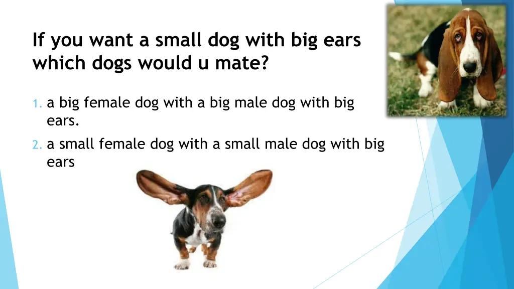 if you want a small dog with big ears which dogs