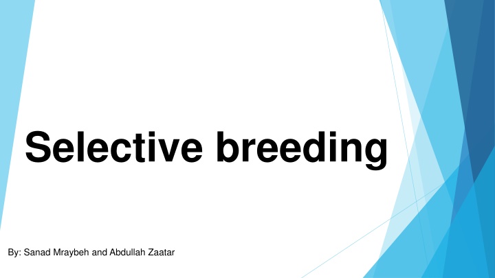 selective breeding