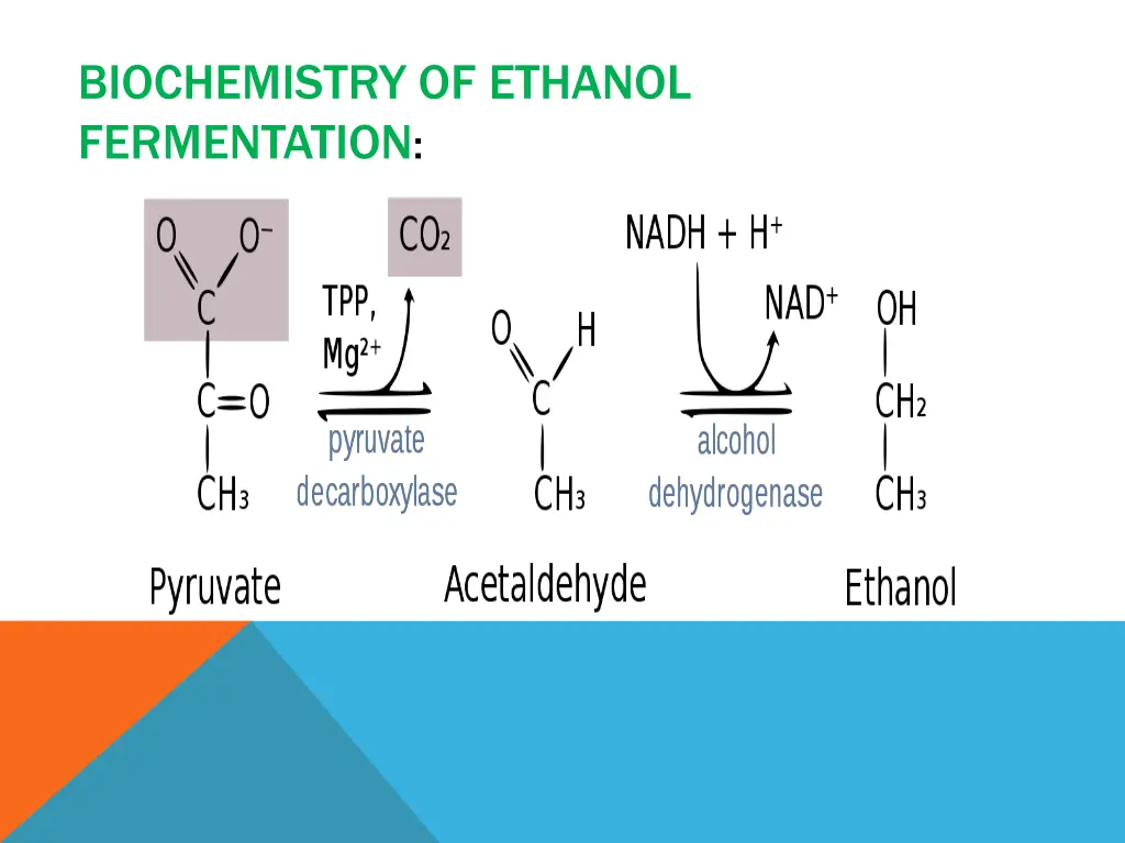 biochemistry of ethanol fermentation