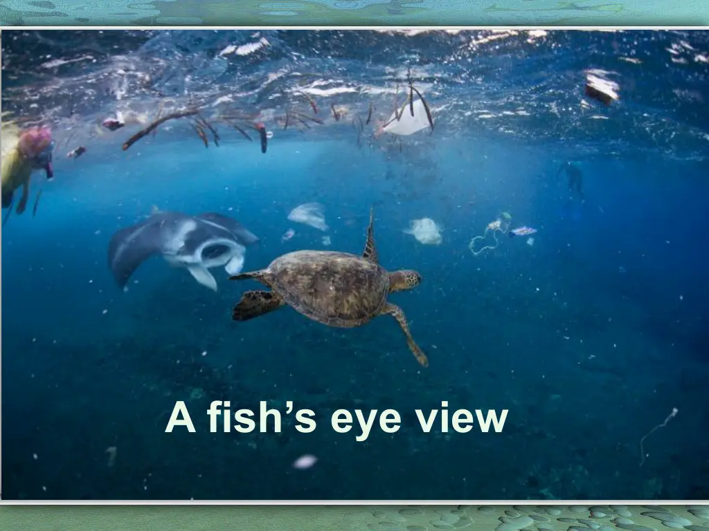 a fish s eye view