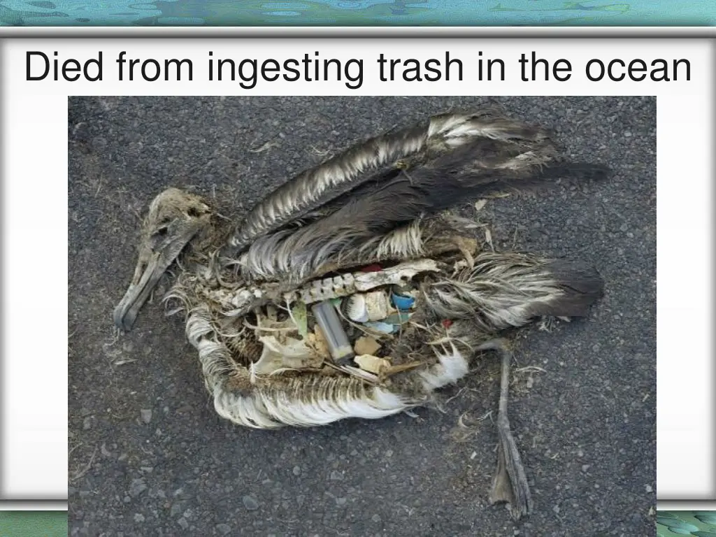 died from ingesting trash in the ocean