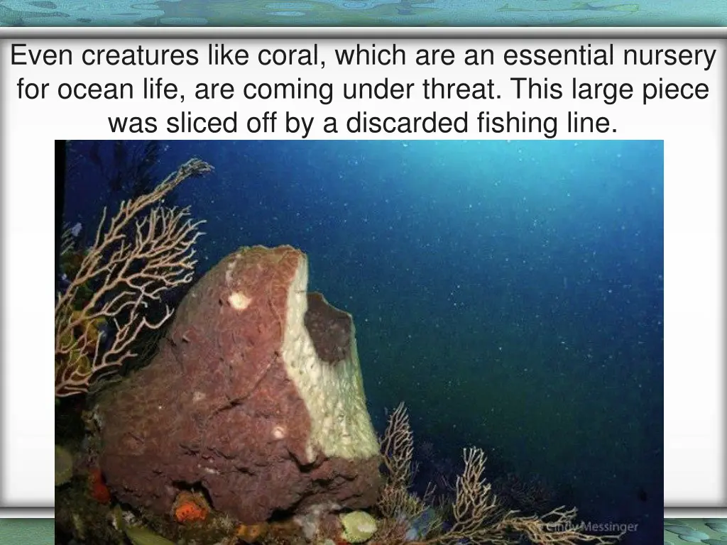 even creatures like coral which are an essential