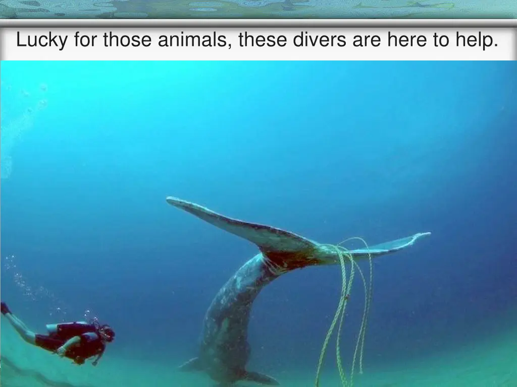 lucky for those animals these divers are here