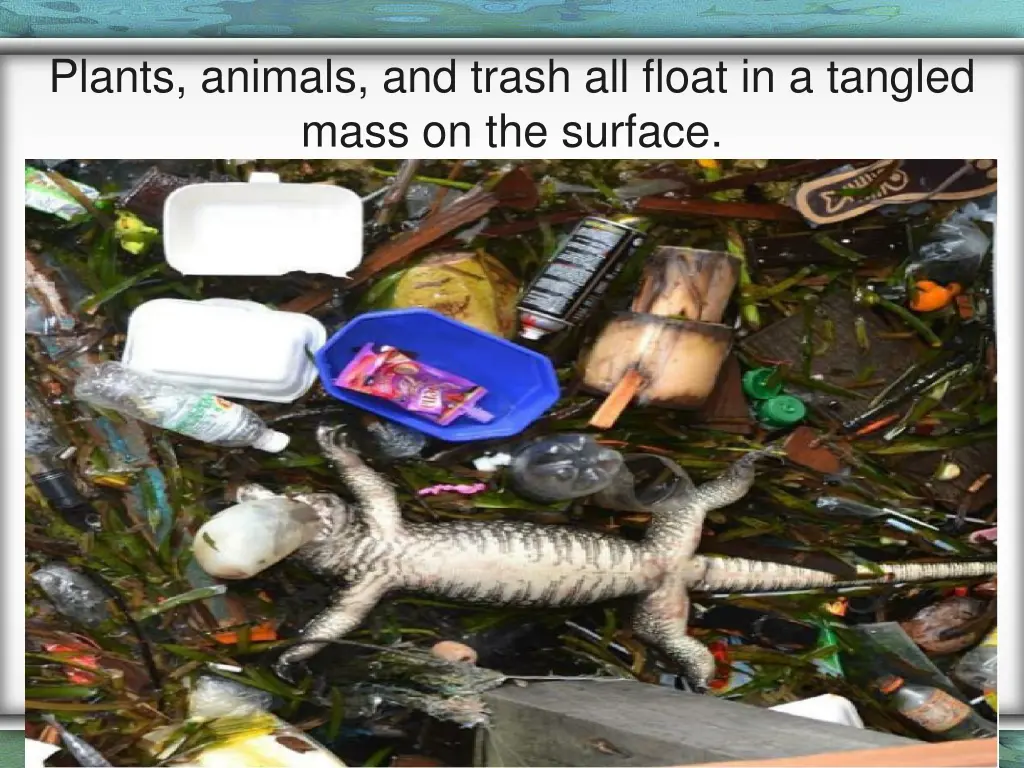 plants animals and trash all float in a tangled