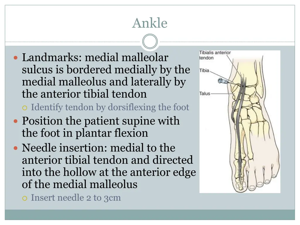 ankle