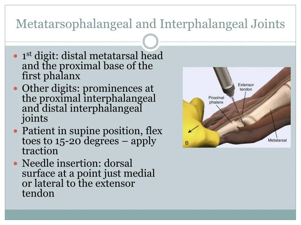 metatarsophalangeal and interphalangeal joints