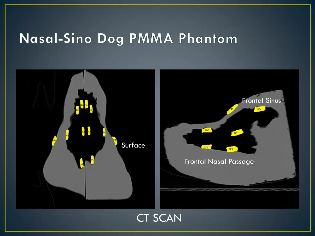 nasal sino dog pmma phantom