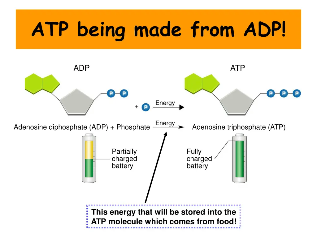 figure 8 3 comparison of adp and atp to a battery