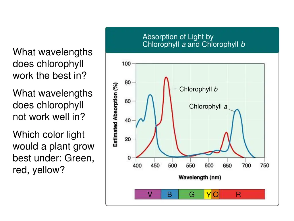 figure 8 5 chlorophyll light absorption