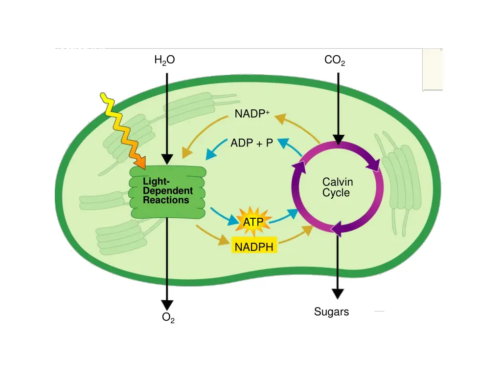 figure 8 7 photosynthesis an overview 1