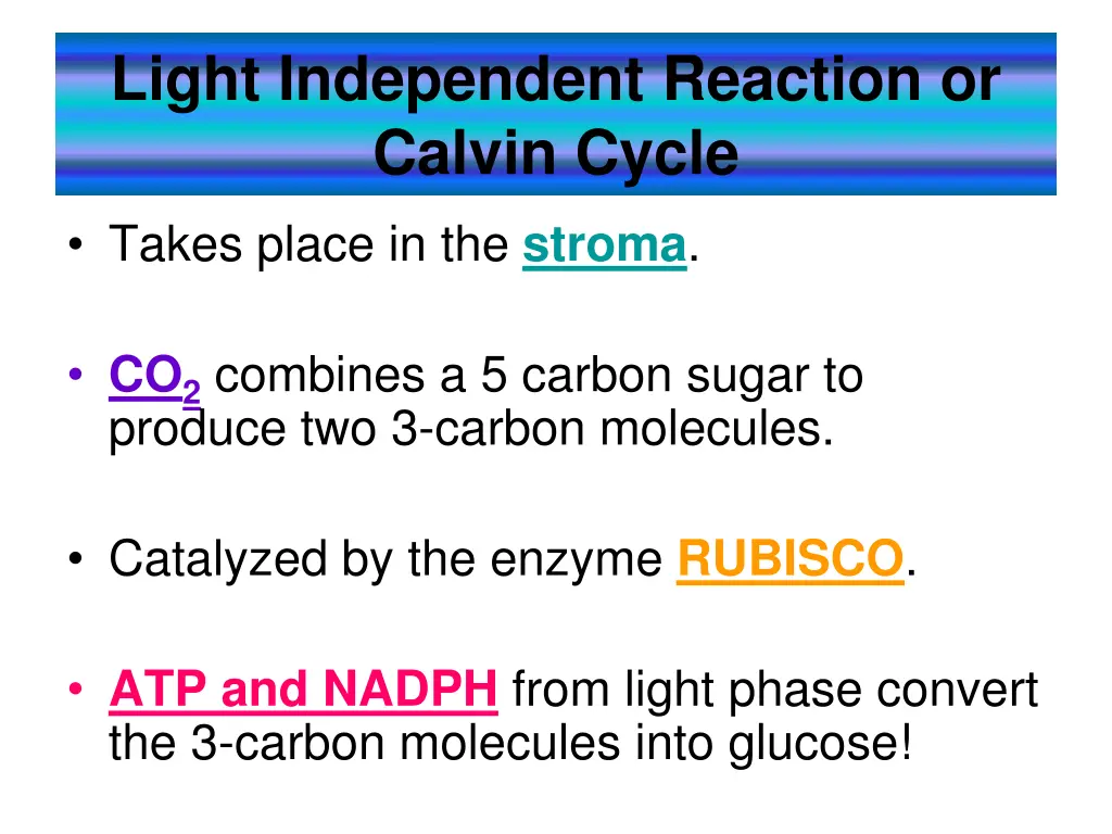 light independent reaction or calvin cycle