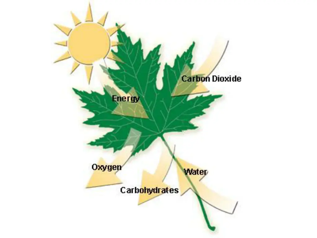 photosynthesis reactants and products