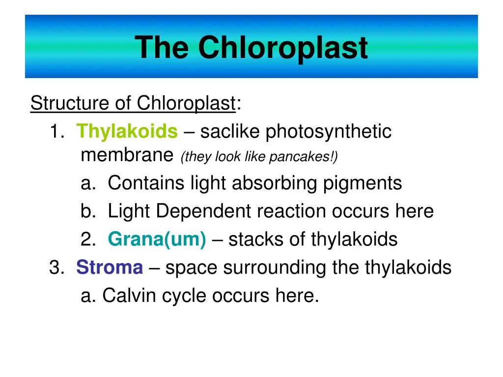 the chloroplast