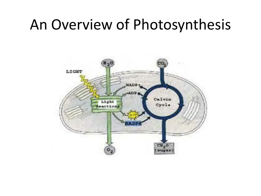 an overview of photosynthesis