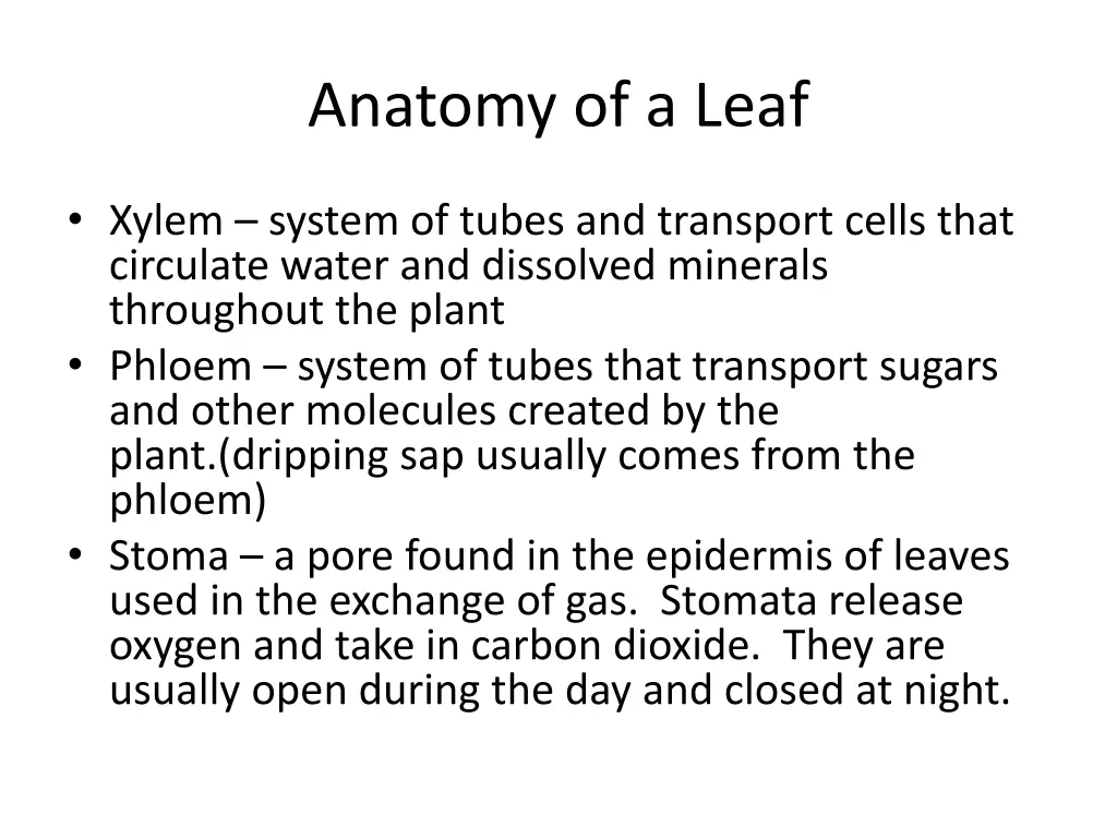 anatomy of a leaf 1