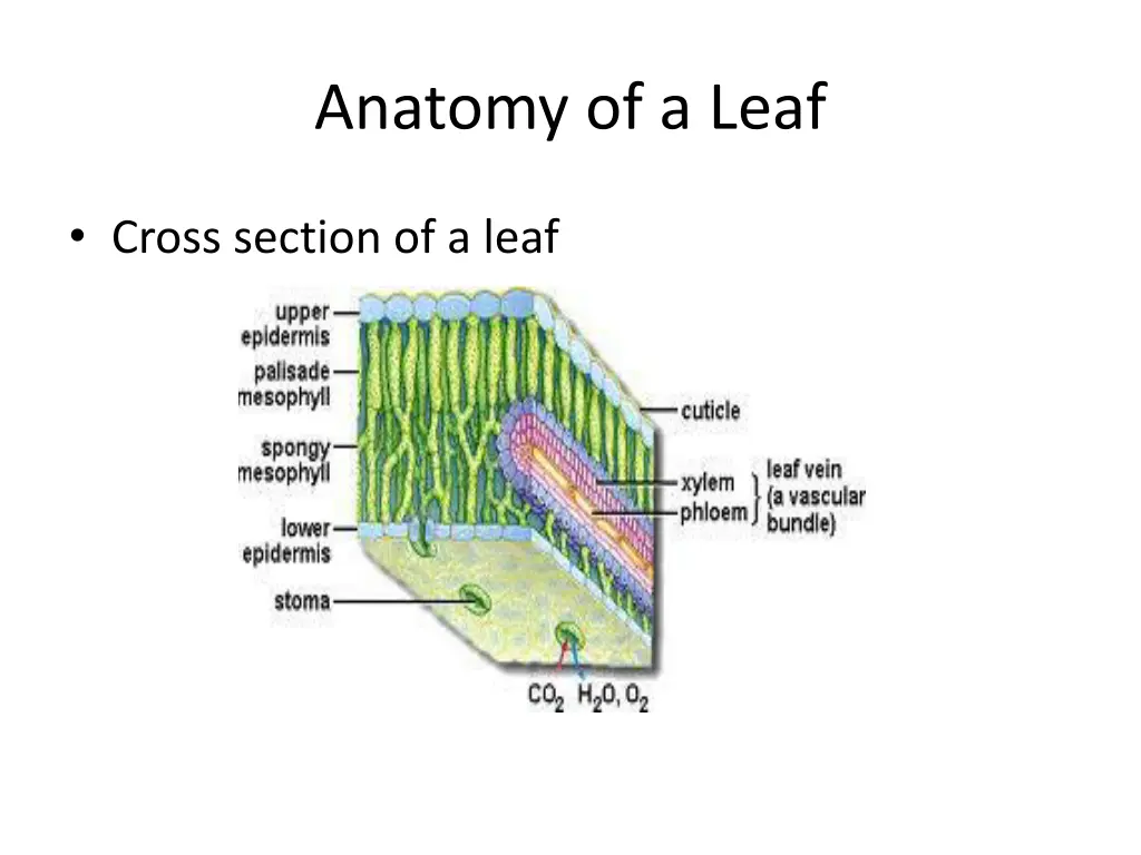 anatomy of a leaf