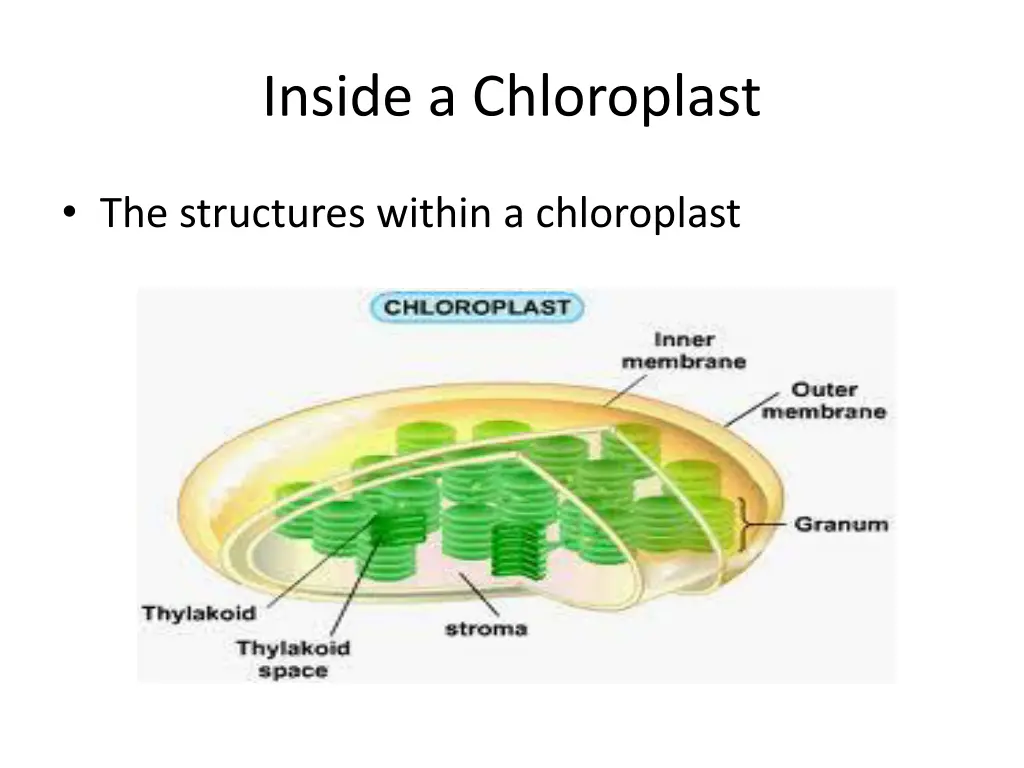 inside a chloroplast