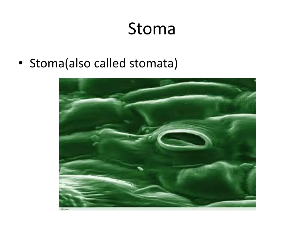 stoma