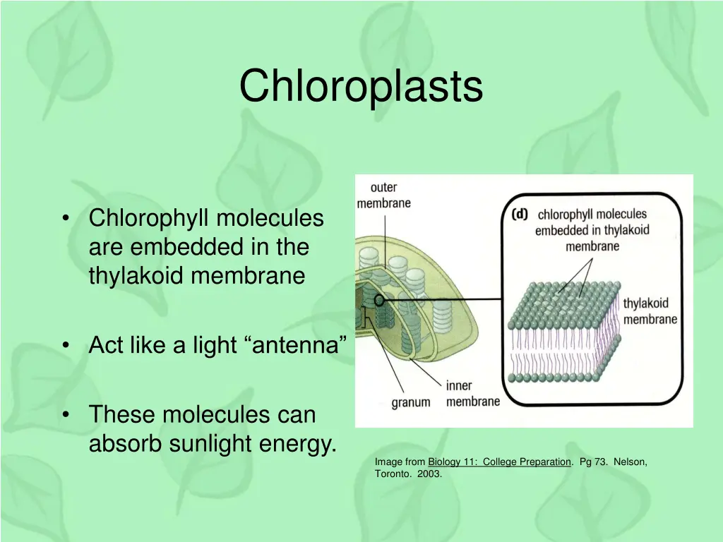 chloroplasts 1