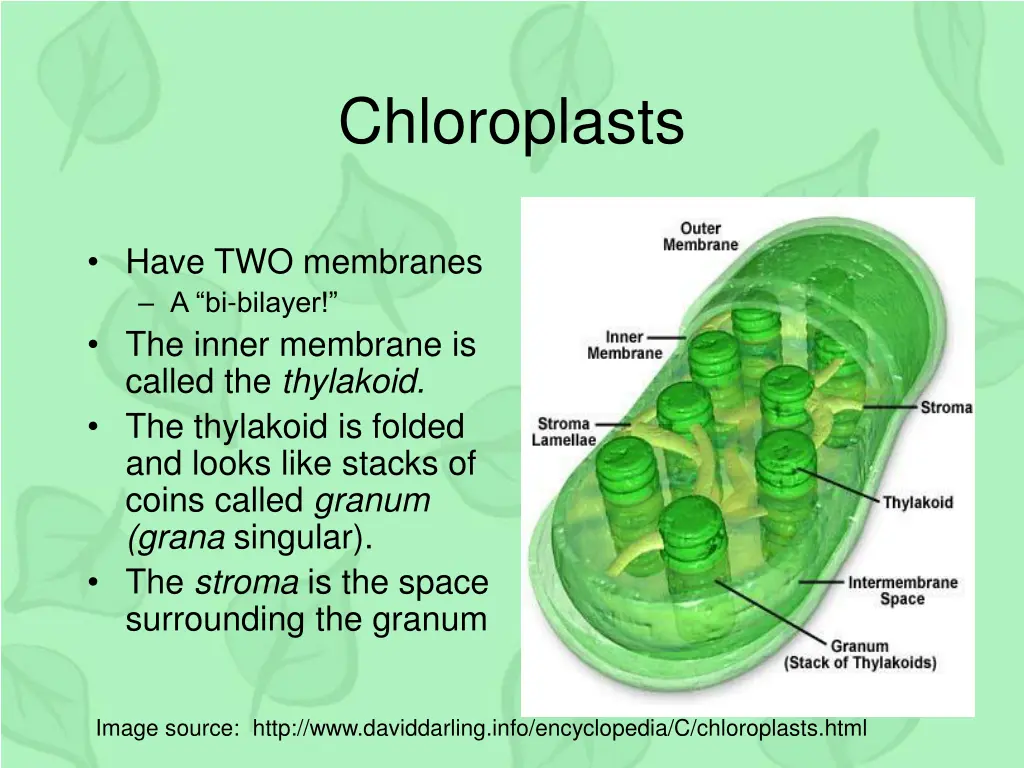 chloroplasts