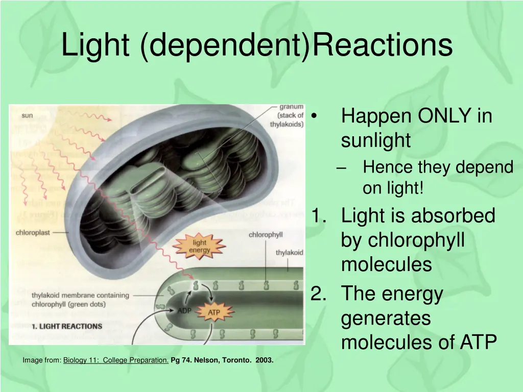 light dependent reactions