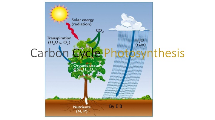 carbon cycle photosynthesis