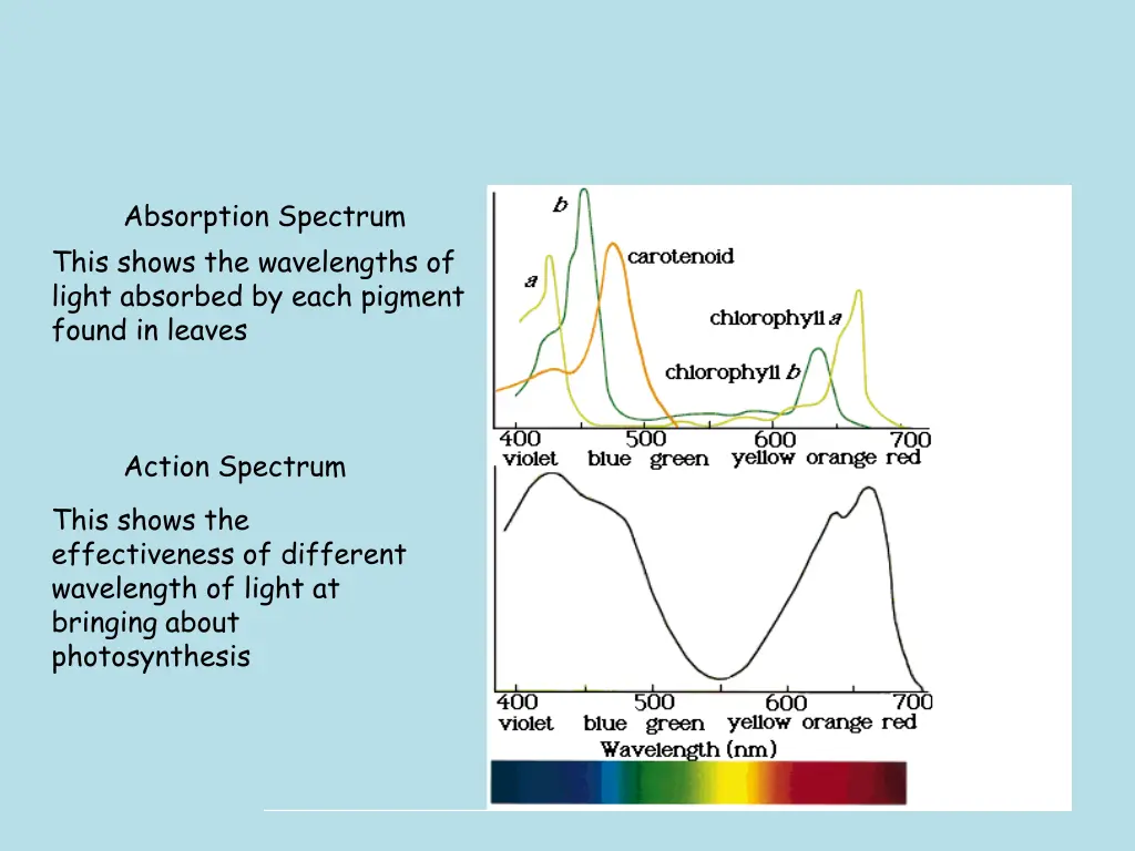 absorption spectrum this shows the wavelengths