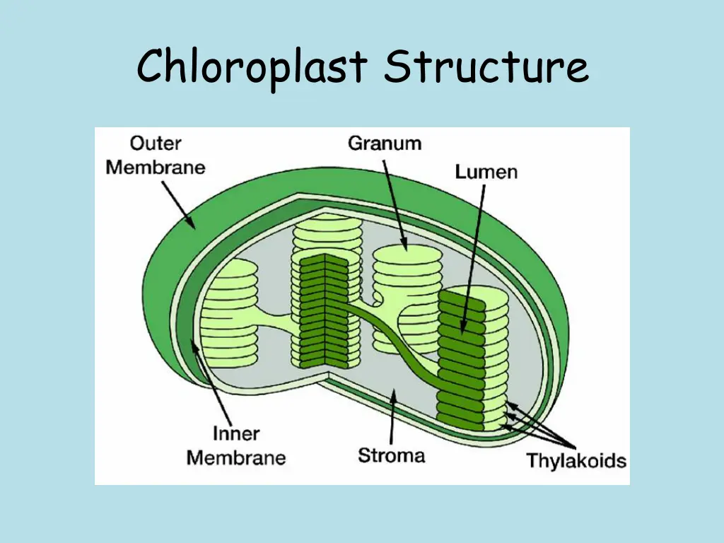 chloroplast structure