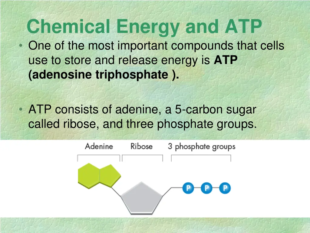 chemical energy and atp one of the most important