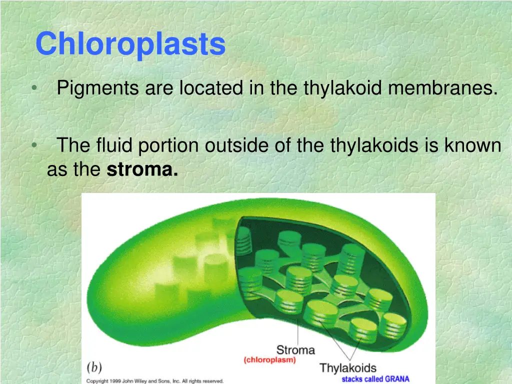 chloroplasts 1