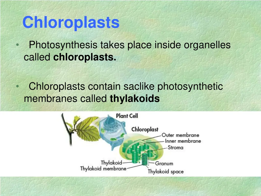 chloroplasts