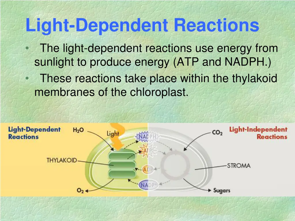 light dependent reactions the light dependent