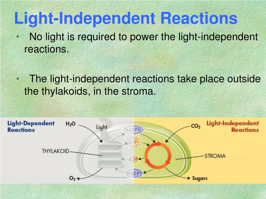 light independent reactions no light is required