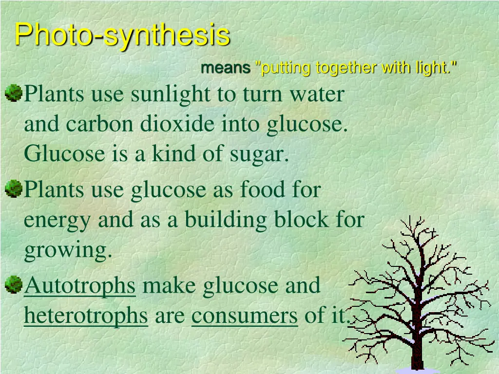 photo synthesis