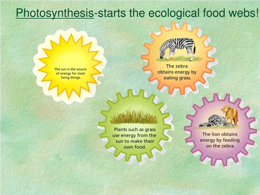 photosynthesis starts the ecological food webs