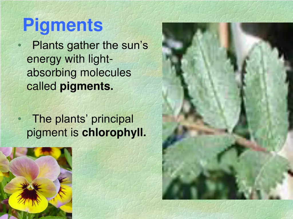 pigments plants gather the sun s energy with