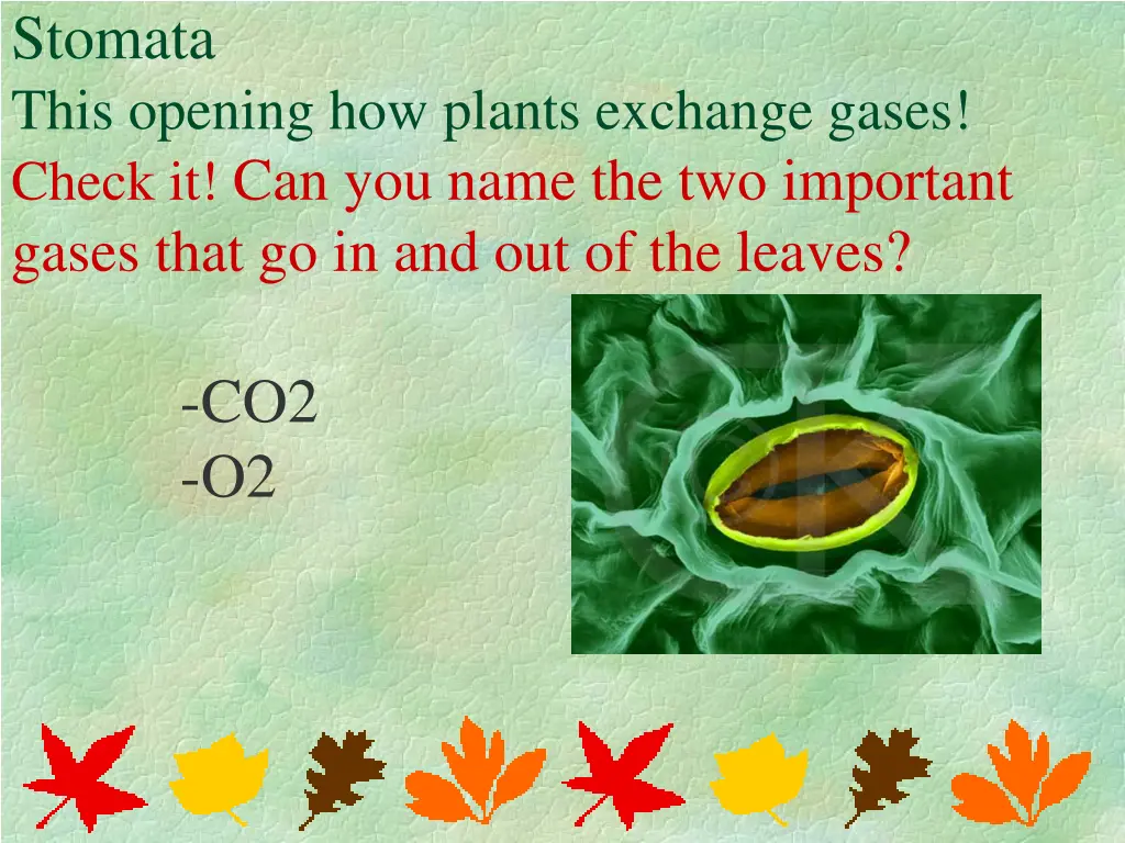 stomata this opening how plants exchange gases