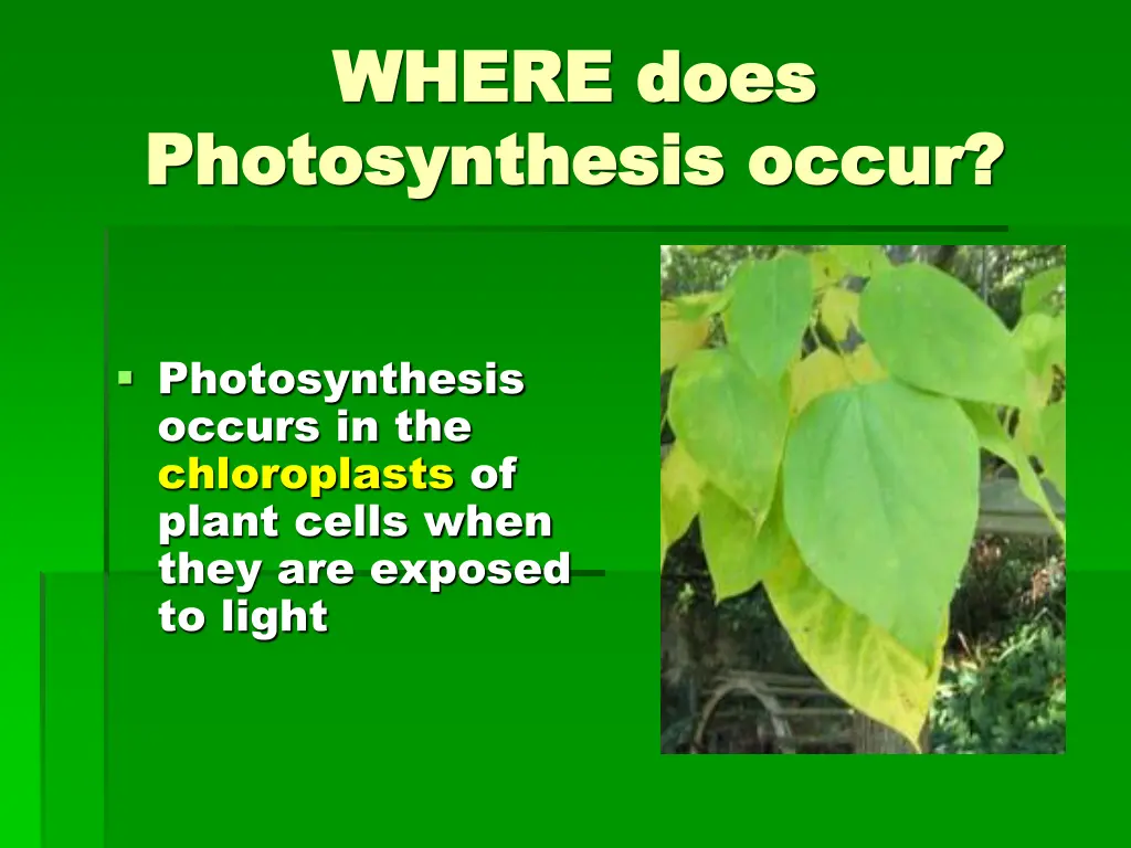 where does where does photosynthesis occur