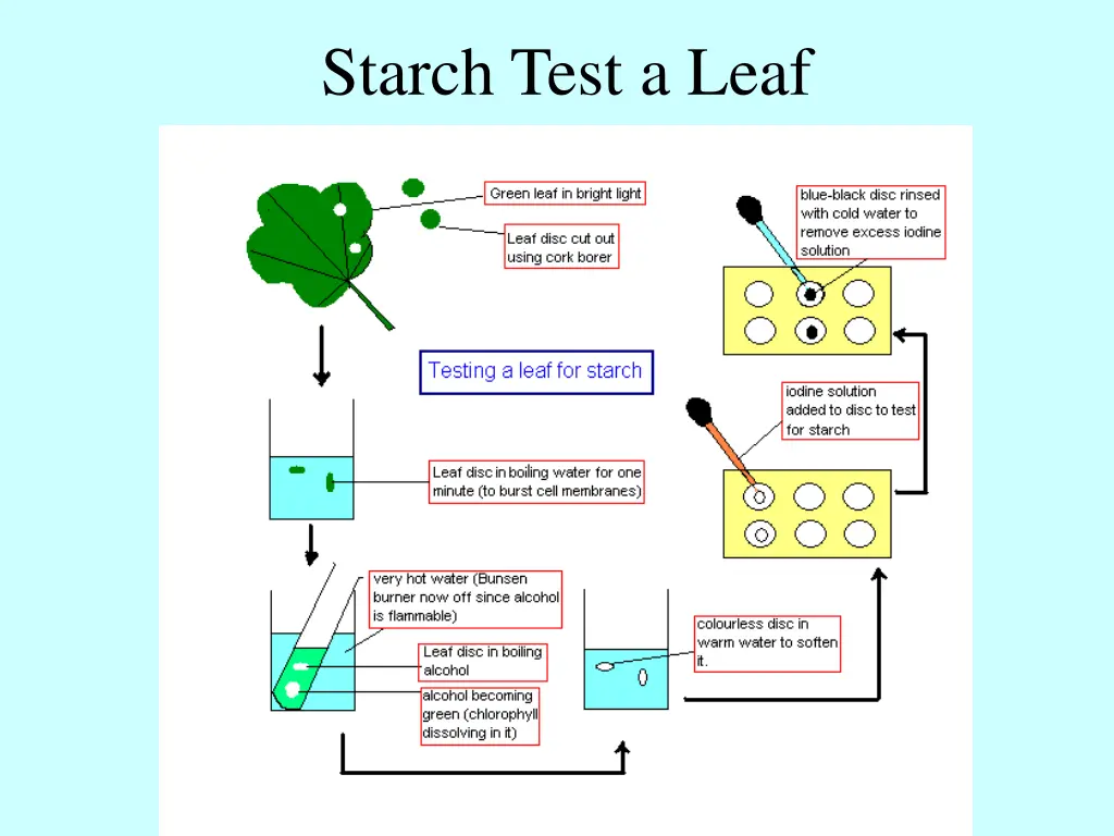 starch test a leaf