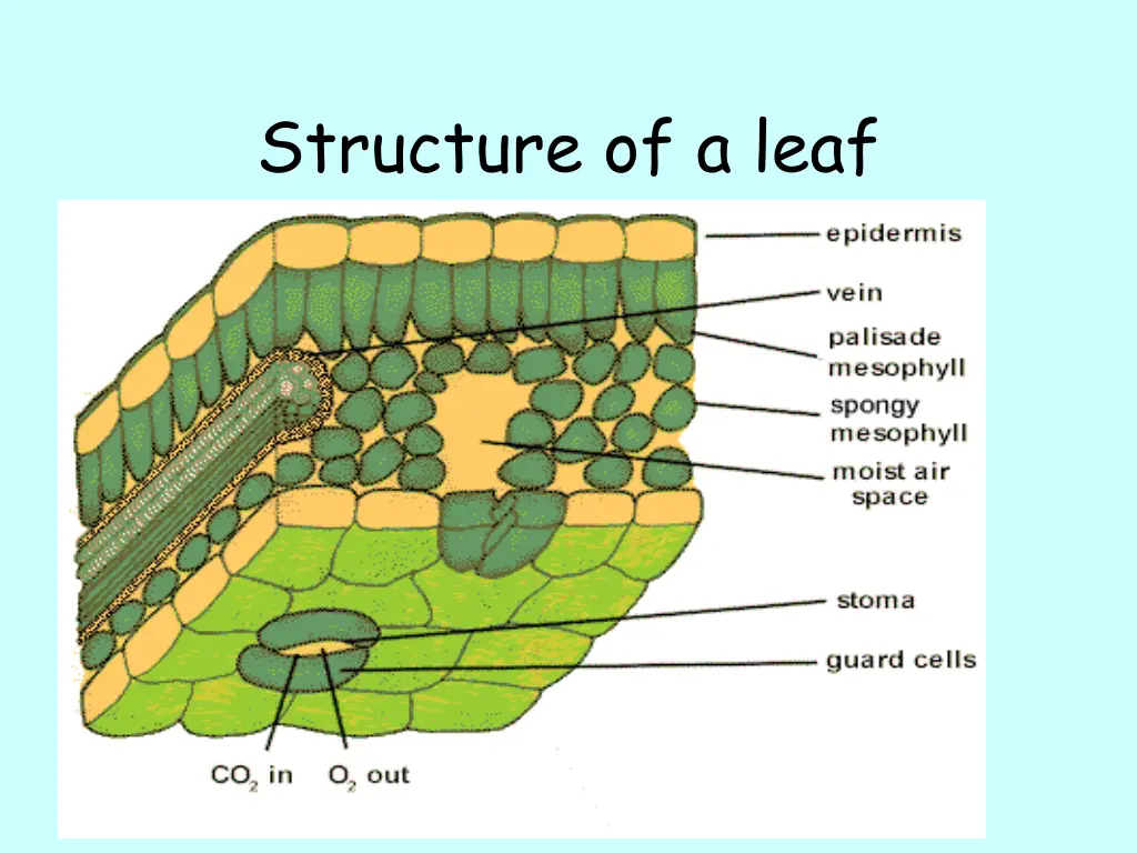 structure of a leaf