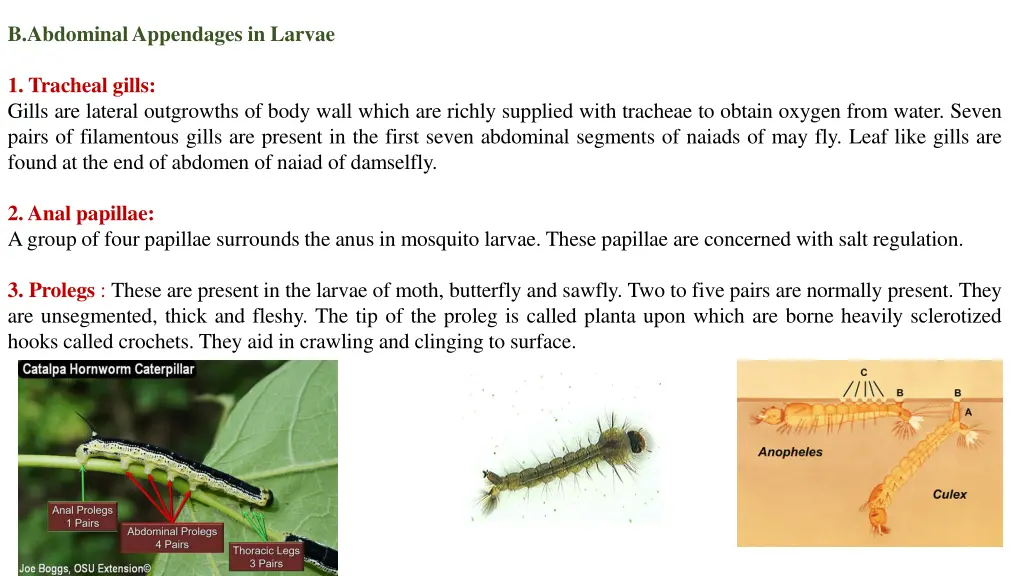 b abdominal appendages in larvae