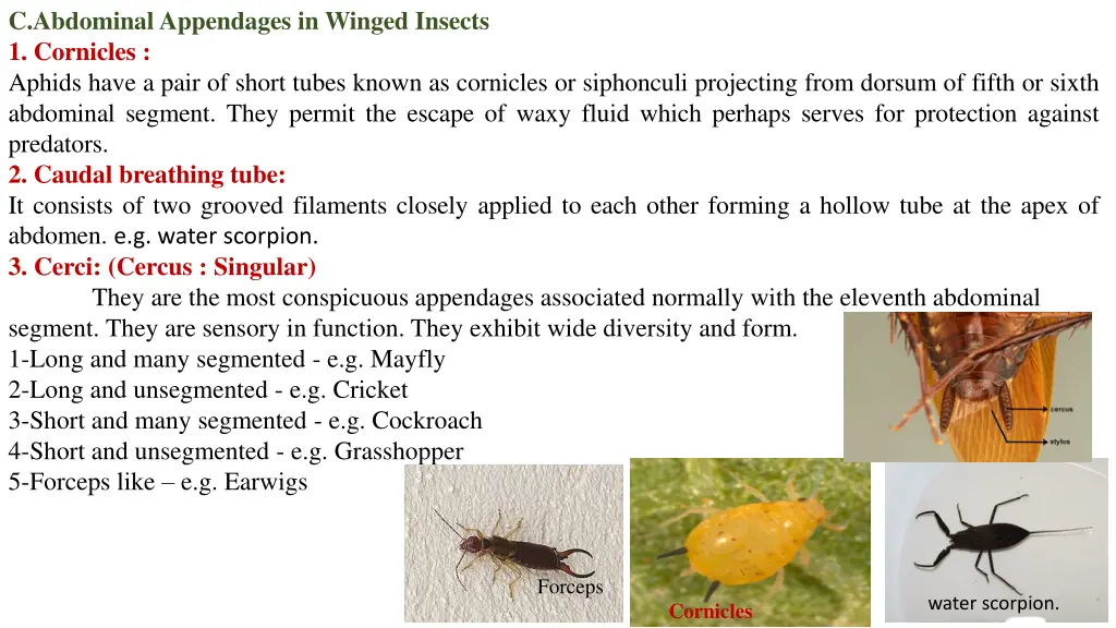 c abdominal appendages in winged insects