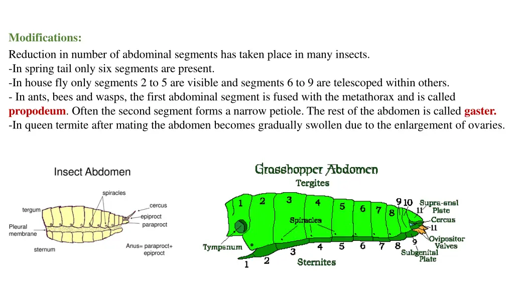 modifications reduction in number of abdominal