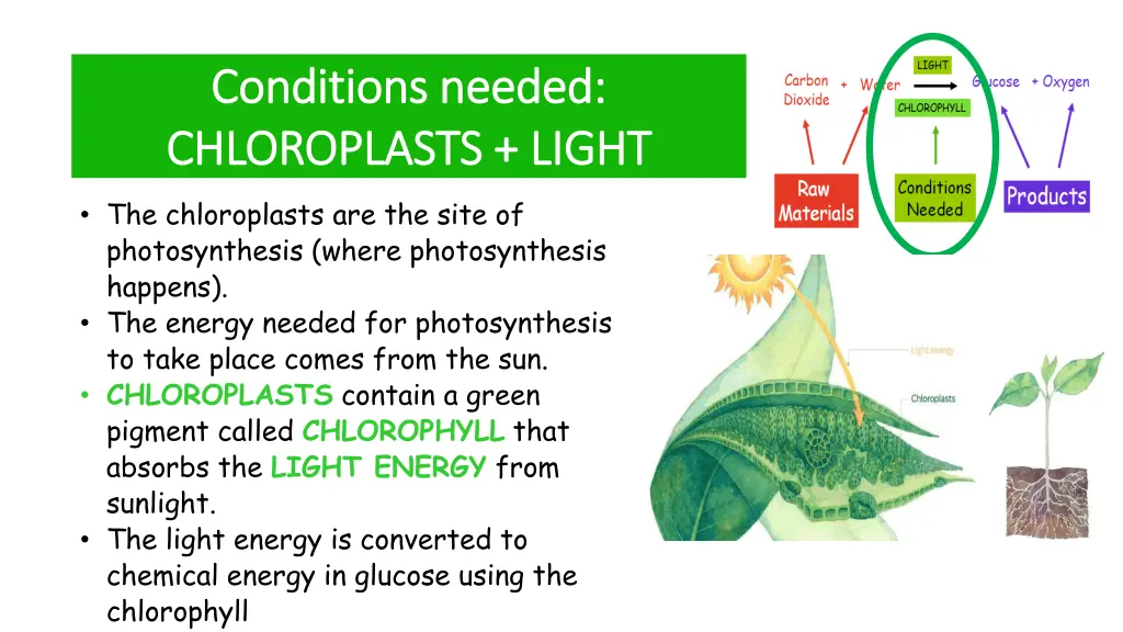 conditions needed conditions needed chloroplasts