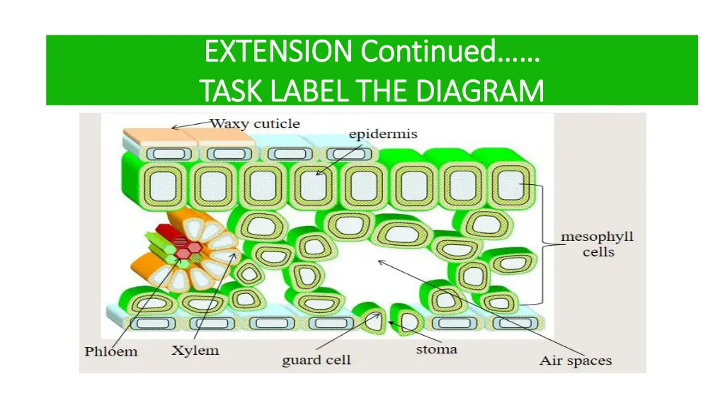 extension continued extension continued task