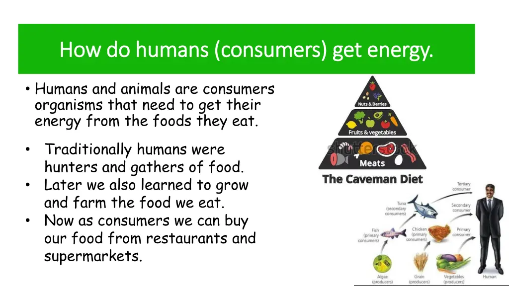 how do humans consumers get energy how do humans