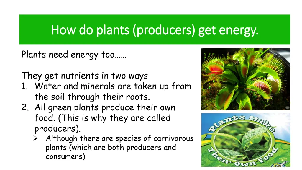 how do plants producers get energy how do plants