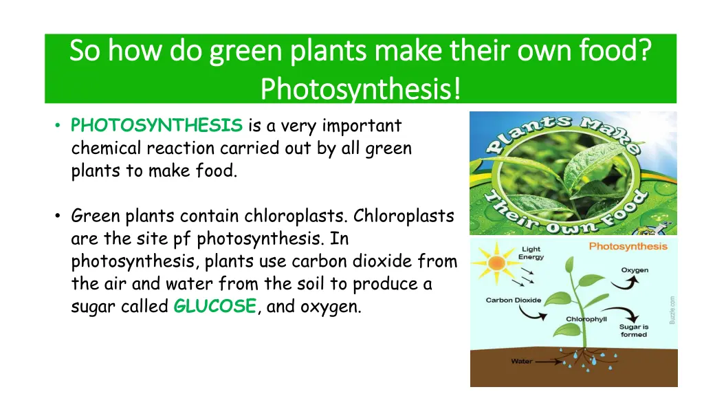 so how do green plants make their own food