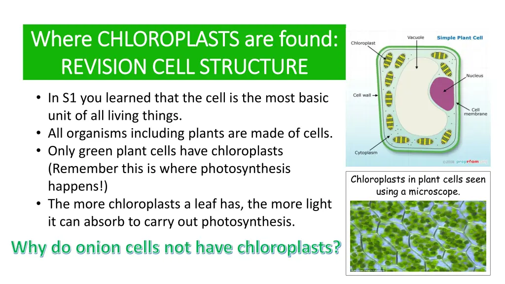 where chloroplasts are found where chloroplasts