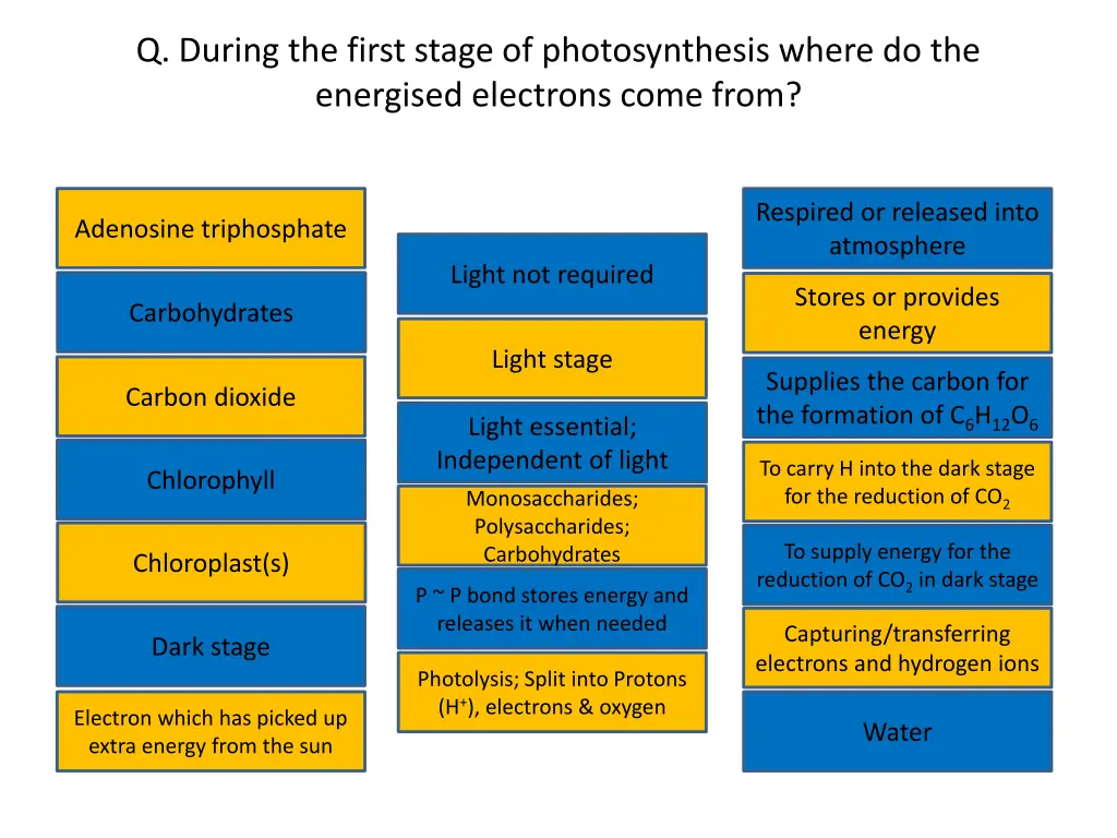 q during the first stage of photosynthesis where